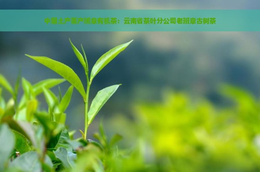 中国土产畜产班章有机茶：云南省茶叶分公司老班章古树茶