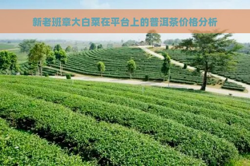 新老班章大白菜在平台上的普洱茶价格分析