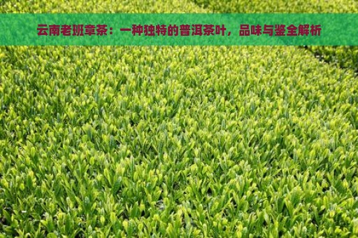 云南老班章茶：一种独特的普洱茶叶，品味与鉴全解析