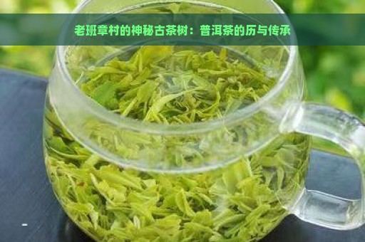 老班章村的神秘古茶树：普洱茶的历与传承