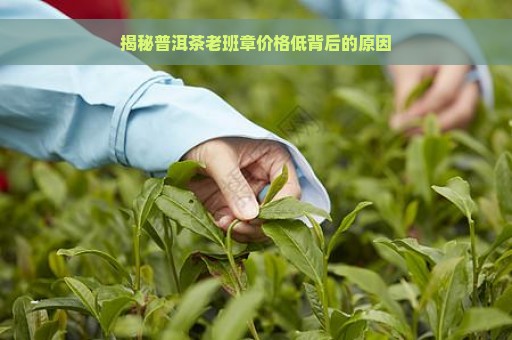 揭秘普洱茶老班章价格低背后的原因