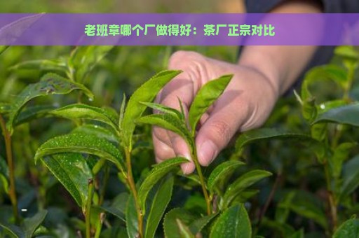 老班章哪个厂做得好：茶厂正宗对比