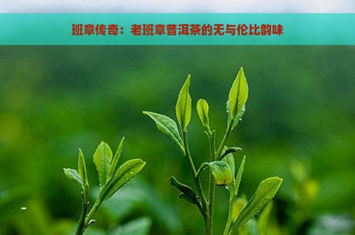 班章传奇：老班章普洱茶的无与伦比韵味