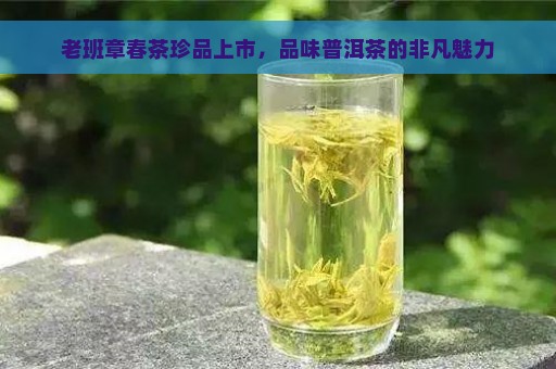 老班章春茶珍品上市，品味普洱茶的非凡魅力