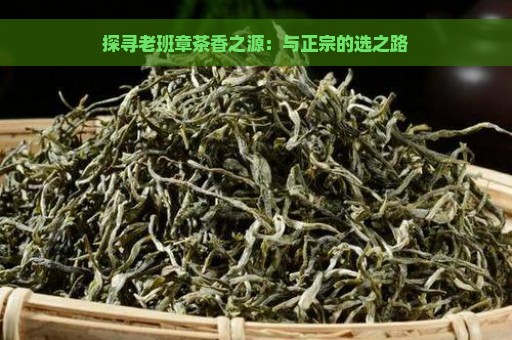 探寻老班章茶香之源：与正宗的选之路