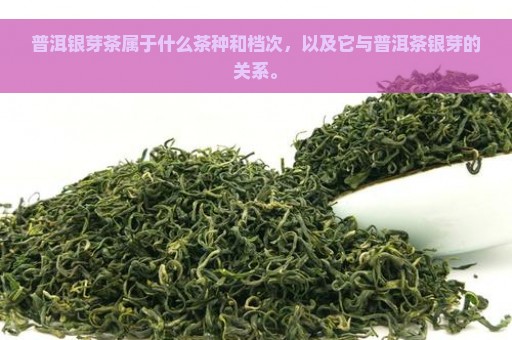 普洱银芽茶属于什么茶种和档次，以及它与普洱茶银芽的关系。