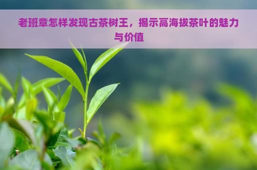 老班章怎样发现古茶树王，揭示高海拔茶叶的魅力与价值