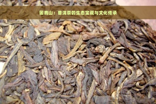 困鹿山：普洱茶的生态宝藏与文化传承