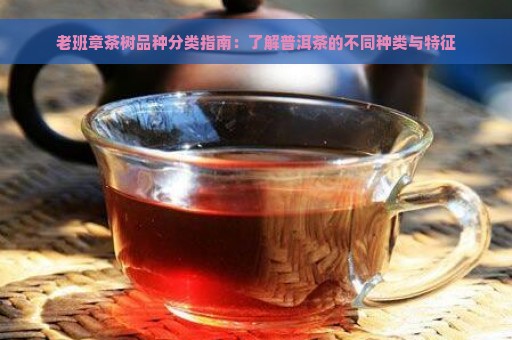 老班章茶树品种分类指南：了解普洱茶的不同种类与特征