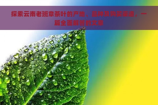 探索云南老班章茶叶的产地、品种及购买渠道，一篇全面解答的文章