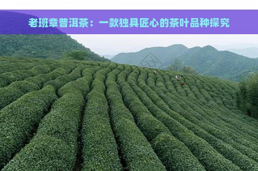 老班章普洱茶：一款独具匠心的茶叶品种探究