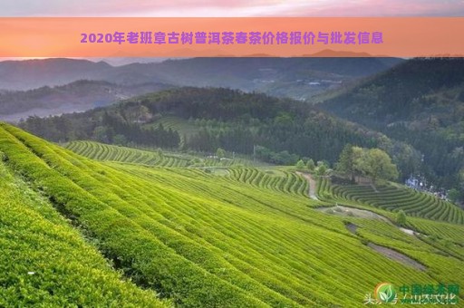 2020年老班章古树普洱茶春茶价格报价与批发信息