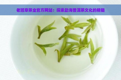 老班章茶业官方网站：探索勐海普洱茶文化的精髓