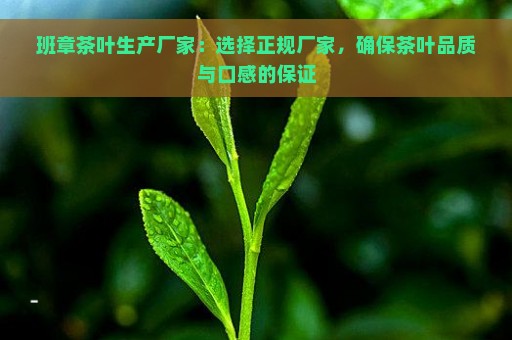 班章茶叶生产厂家：选择正规厂家，确保茶叶品质与口感的保证