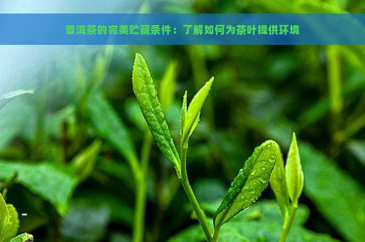 普洱茶的完美贮藏条件：了解如何为茶叶提供环境