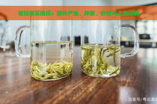 老班章采摘权：茶叶产地、种茶、价格与工艺详解