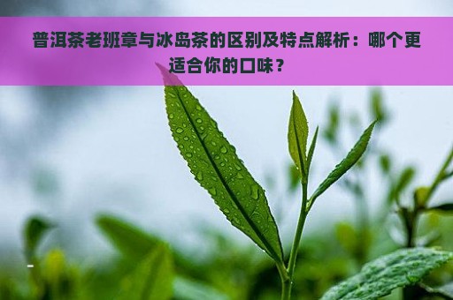 普洱茶老班章与冰岛茶的区别及特点解析：哪个更适合你的口味？