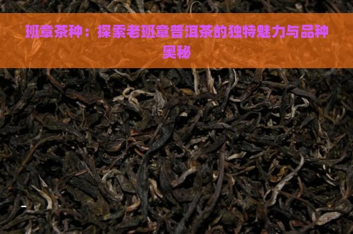 班章茶种：探索老班章普洱茶的独特魅力与品种奥秘