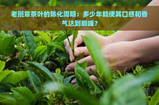 老班章茶叶的陈化周期：多少年能使其口感和香气达到巅峰？