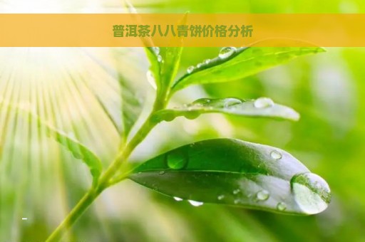 普洱茶八八青饼价格分析