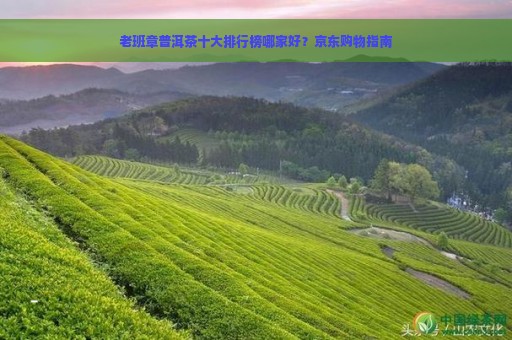 老班章普洱茶十大排行榜哪家好？京东购物指南