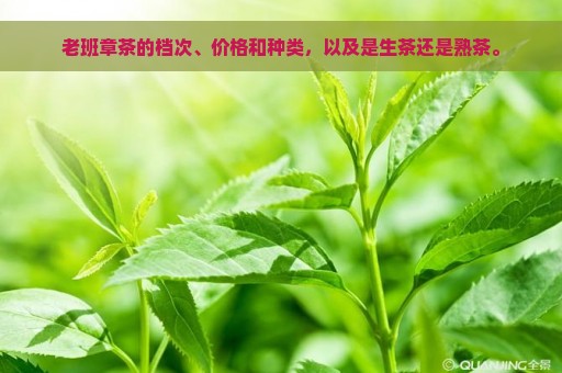 老班章茶的档次、价格和种类，以及是生茶还是熟茶。