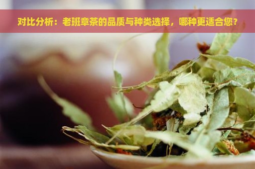 对比分析：老班章茶的品质与种类选择，哪种更适合您？