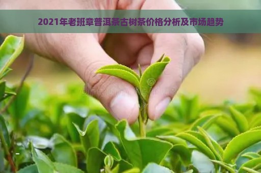 2021年老班章普洱茶古树茶价格分析及市场趋势