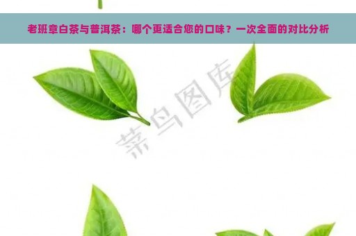 老班章白茶与普洱茶：哪个更适合您的口味？一次全面的对比分析