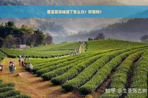 普洱茶没味道了怎么办？好茶吗？