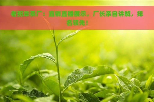 老班章茶厂：直销直播展示，厂长亲自讲解，排名领先！