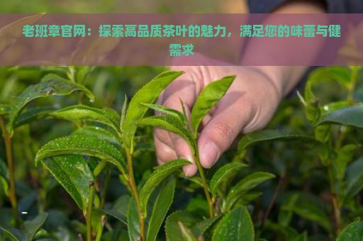 老班章官网：探索高品质茶叶的魅力，满足您的味蕾与健需求