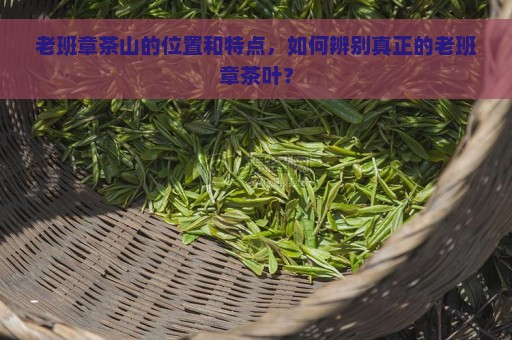 老班章茶山的位置和特点，如何辨别真正的老班章茶叶？