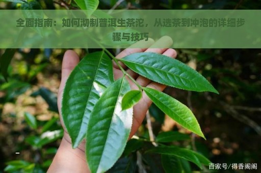 全面指南：如何沏制普洱生茶沱，从选茶到冲泡的详细步骤与技巧