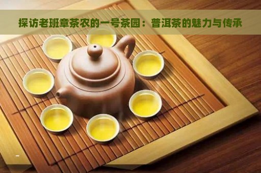 探访老班章茶农的一号茶园：普洱茶的魅力与传承