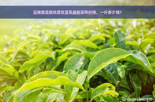 云南普洱茶优质货源及最新采购价格，一斤多少钱？