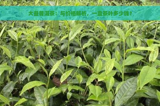 大益普洱茶：与价格解析，一盒茶叶多少钱？