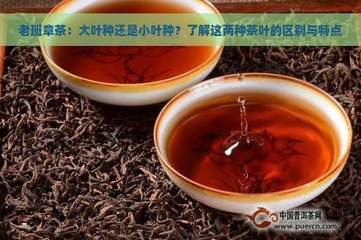 老班章茶：大叶种还是小叶种？了解这两种茶叶的区别与特点