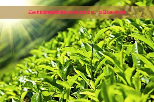 云南老班章春茶优质叶价格及批发报价，普洱茶叶供应商