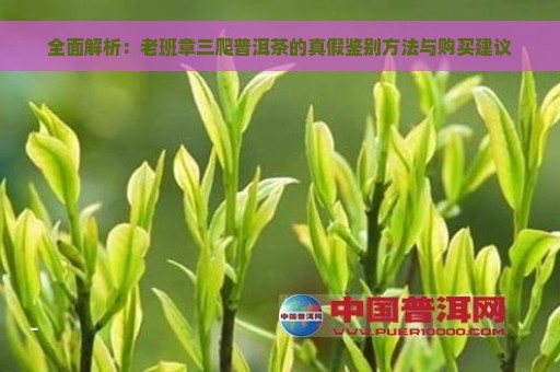 全面解析：老班章三爬普洱茶的真假鉴别方法与购买建议