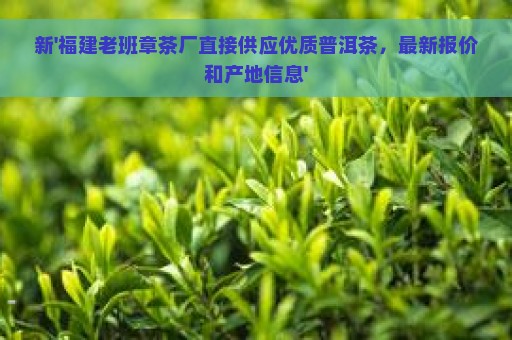 新'福建老班章茶厂直接供应优质普洱茶，最新报价和产地信息'