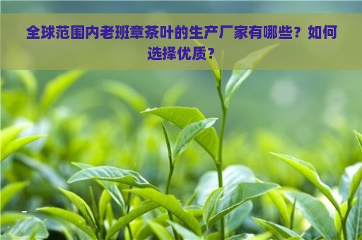 全球范围内老班章茶叶的生产厂家有哪些？如何选择优质？