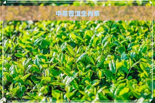 中茶普洱生肖茶