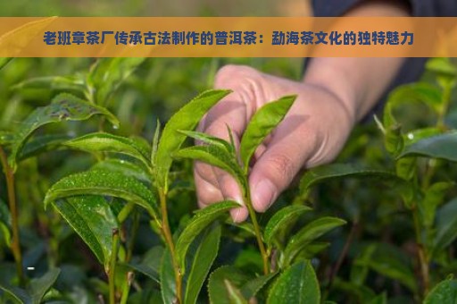 老班章茶厂传承古法制作的普洱茶：勐海茶文化的独特魅力