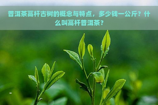 普洱茶高杆古树的概念与特点，多少钱一公斤？什么叫高杆普洱茶？