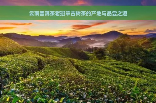 云南普洱茶老班章古树茶的产地与品尝之道