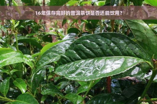 16年保存完好的普洱茶饼是否还能饮用？