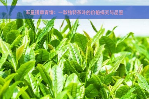 五星班章青饼：一款独特茶叶的价格探究与品鉴