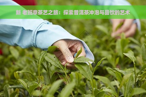 新 老班章茶艺之旅：探索普洱茶冲泡与品饮的艺术