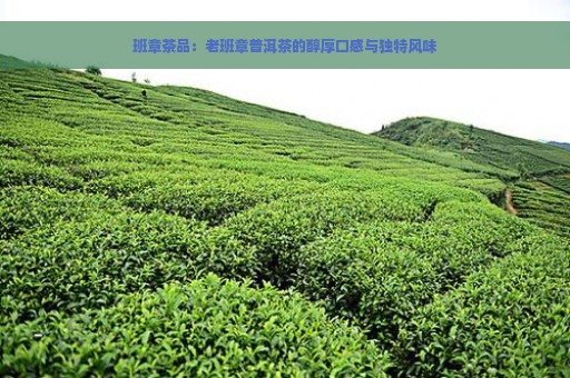 班章茶品：老班章普洱茶的醇厚口感与独特风味